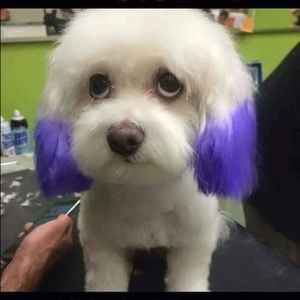 Meet your Posher, Janet